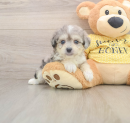 5 week old Aussiechon Puppy For Sale - Premier Pups