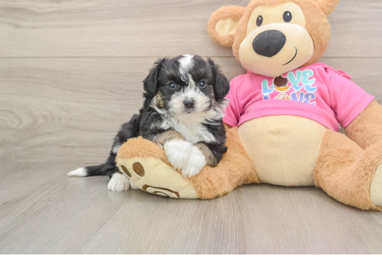 Aussiechon Puppy for Adoption