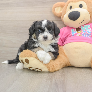 Aussiechon Puppy for Adoption