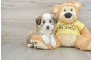 Fluffy Aussiechon Designer Pup