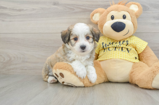 Fluffy Aussiechon Designer Pup