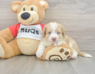 6 week old Aussiechon Puppy For Sale - Premier Pups