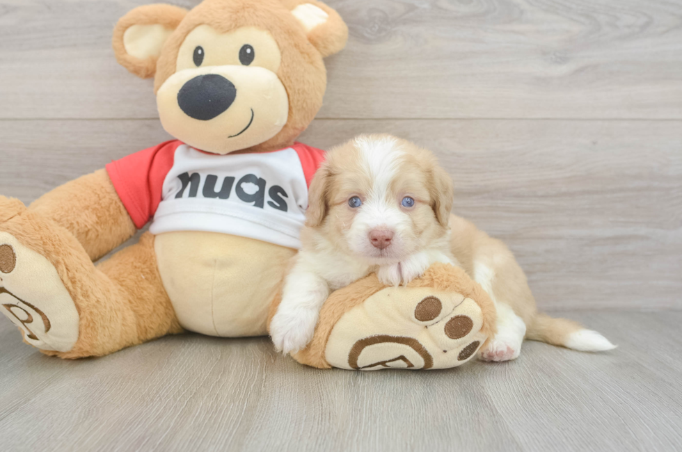 5 week old Aussiechon Puppy For Sale - Premier Pups