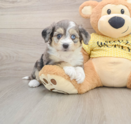 6 week old Aussiechon Puppy For Sale - Premier Pups