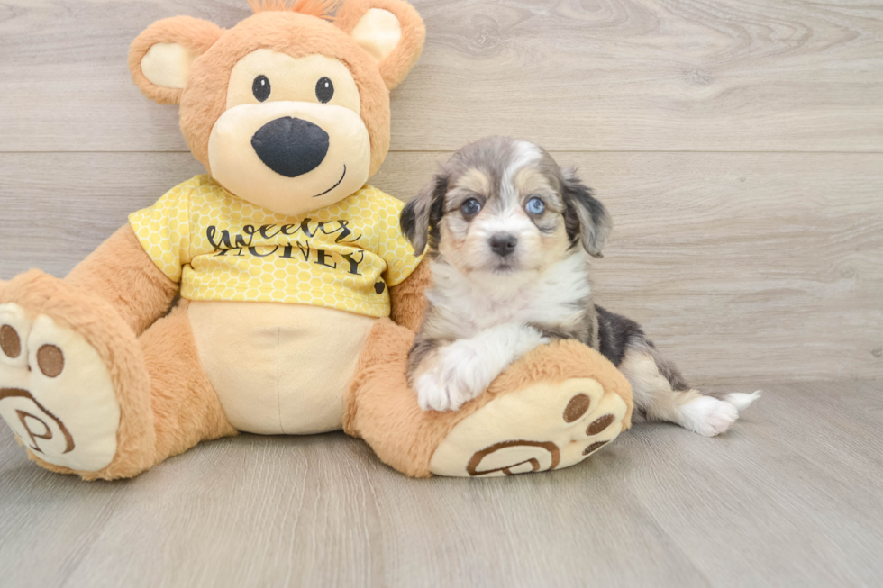Best Aussiechon Baby