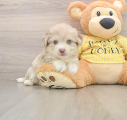 5 week old Aussiechon Puppy For Sale - Premier Pups