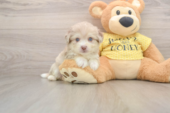 BAO, a Aussiechon littermate