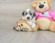 7 week old Aussiechon Puppy For Sale - Premier Pups