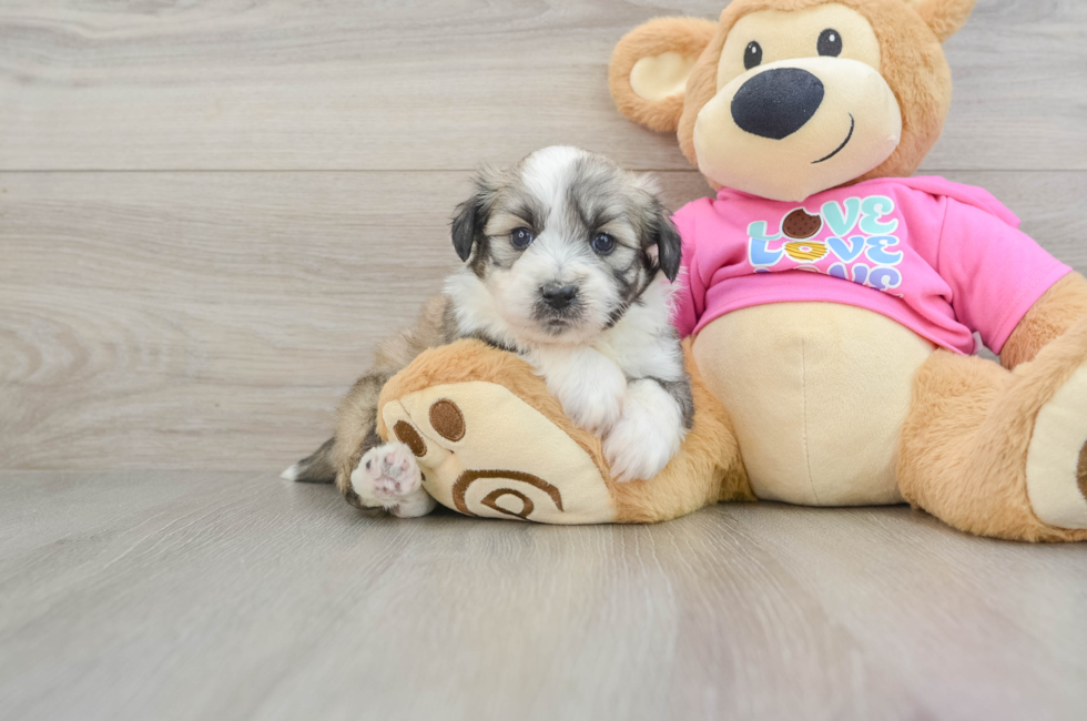 5 week old Aussiechon Puppy For Sale - Premier Pups