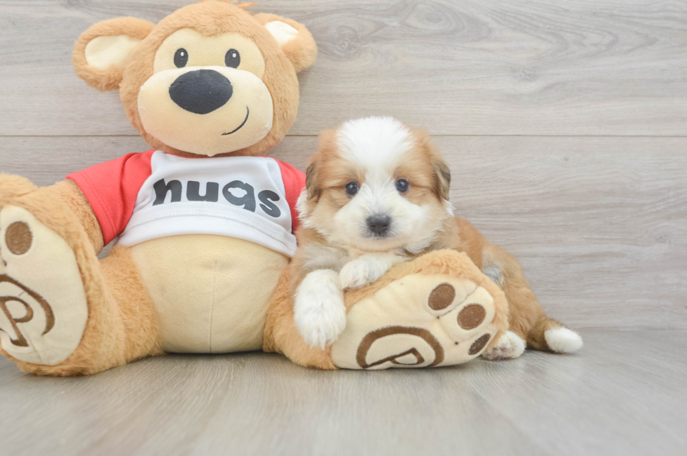 5 week old Aussiechon Puppy For Sale - Premier Pups