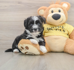 6 week old Aussiechon Puppy For Sale - Premier Pups