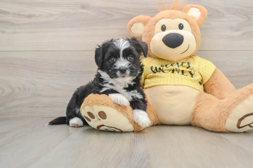Aussiechon Puppy for Adoption