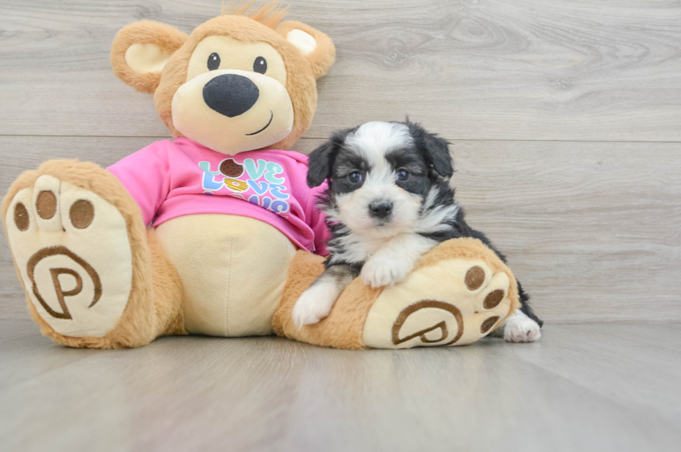 5 week old Aussiechon Puppy For Sale - Premier Pups