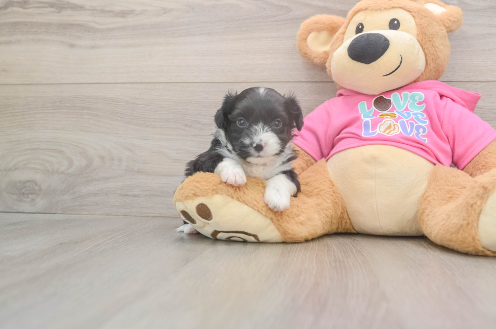 5 week old Aussiechon Puppy For Sale - Premier Pups