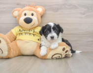 6 week old Aussiechon Puppy For Sale - Premier Pups