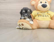 6 week old Aussiechon Puppy For Sale - Premier Pups