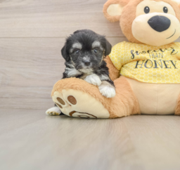 5 week old Aussiechon Puppy For Sale - Premier Pups
