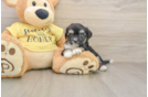 Playful Aussie Bichon Designer Puppy