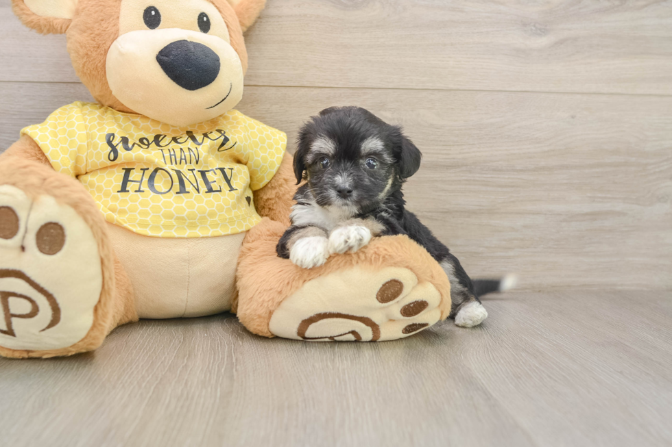 Playful Aussie Bichon Designer Puppy