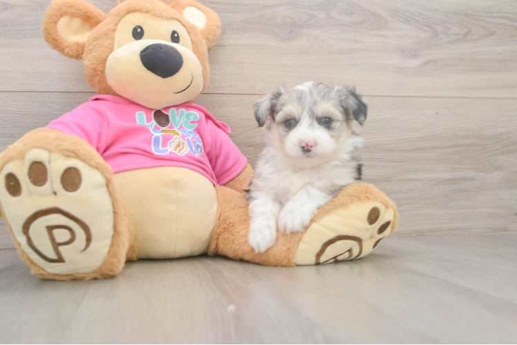 Aussiechon Pup Being Cute