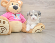 6 week old Aussiechon Puppy For Sale - Premier Pups