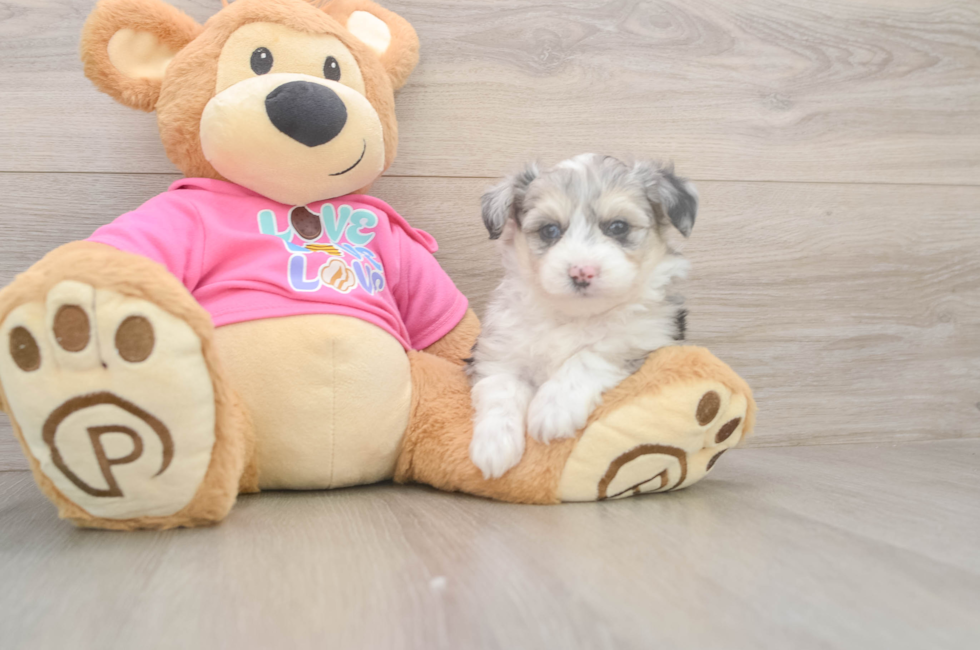 5 week old Aussiechon Puppy For Sale - Premier Pups