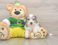 6 week old Aussiechon Puppy For Sale - Premier Pups