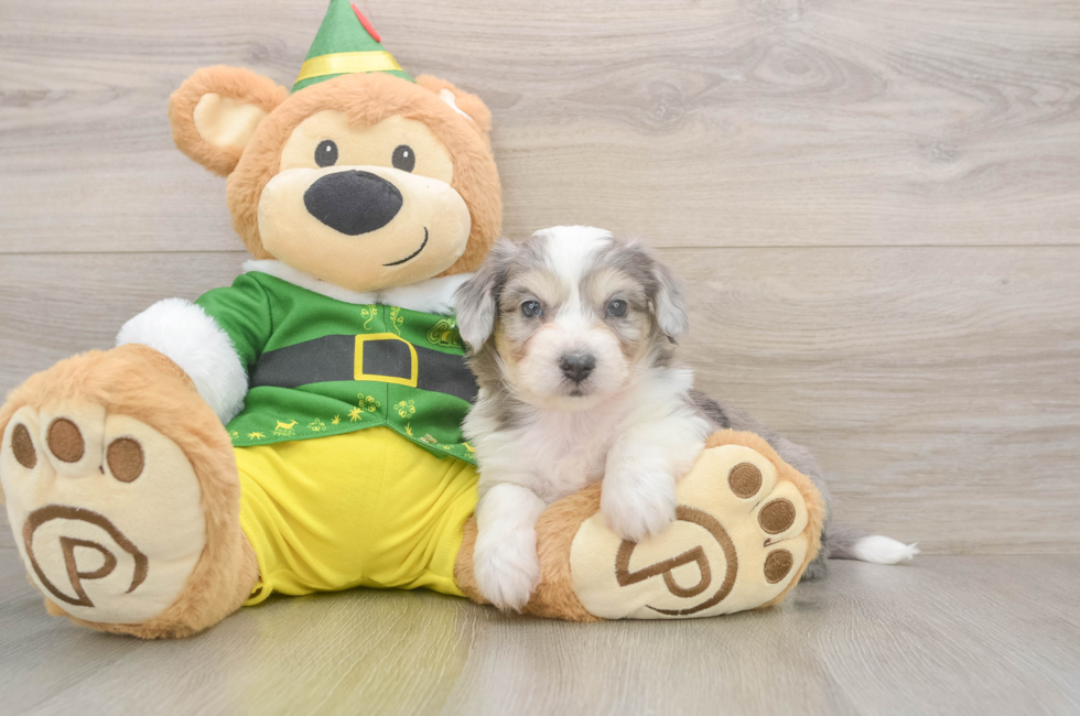 6 week old Aussiechon Puppy For Sale - Premier Pups