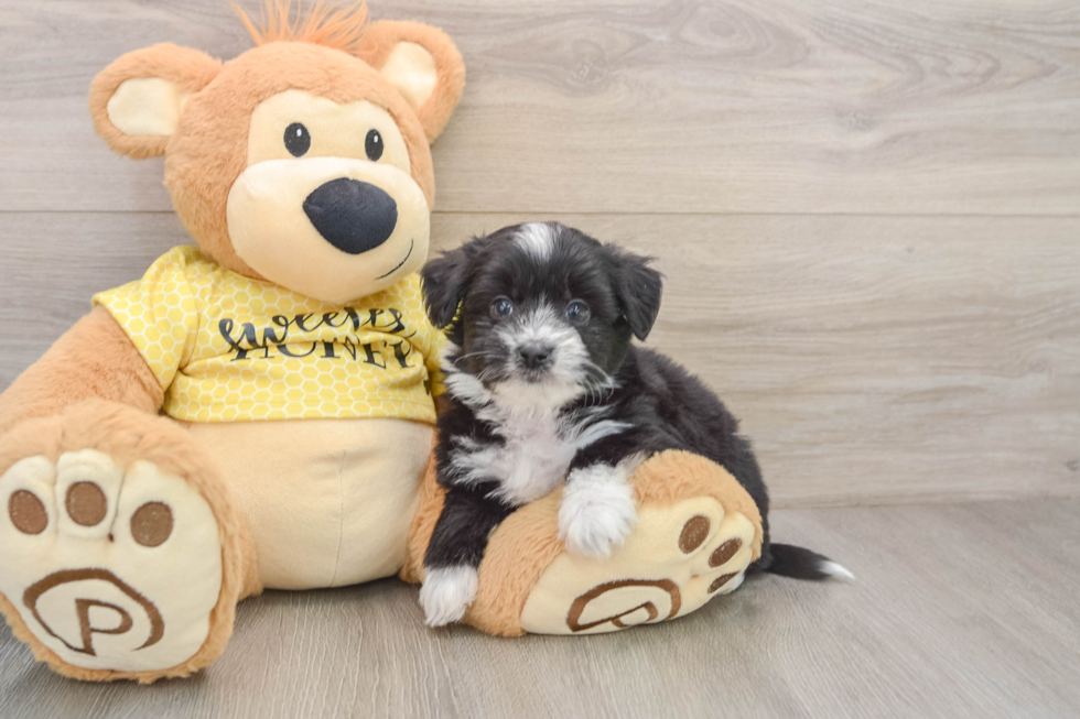 Fluffy Aussiechon Designer Pup