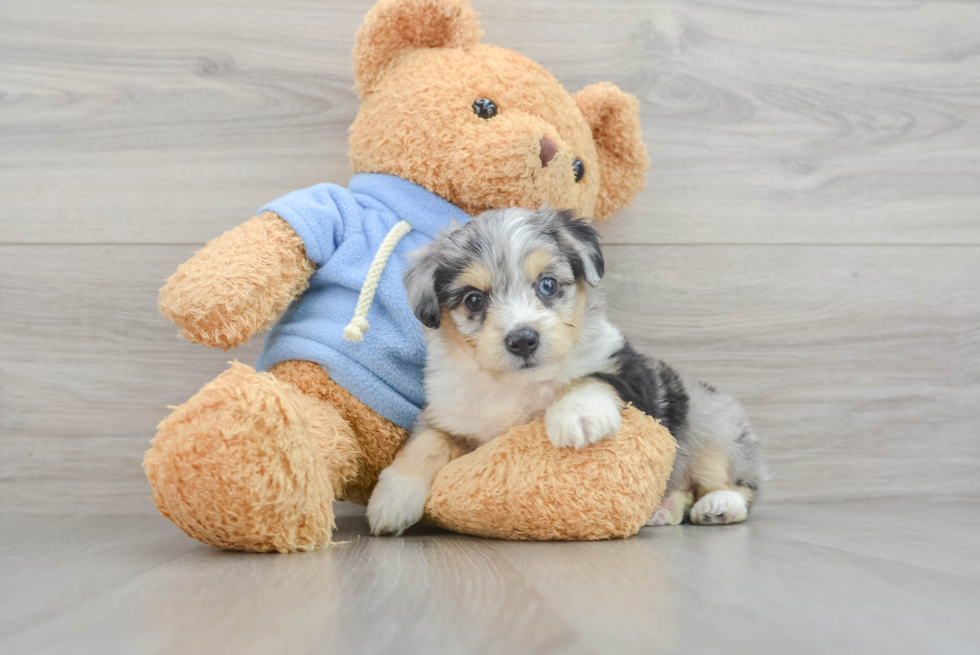 Fluffy Aussiechon Designer Pup