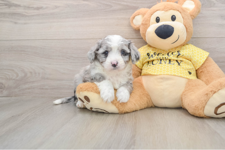 Hypoallergenic Aussie Bichon Designer Puppy