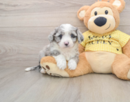 5 week old Aussiechon Puppy For Sale - Premier Pups