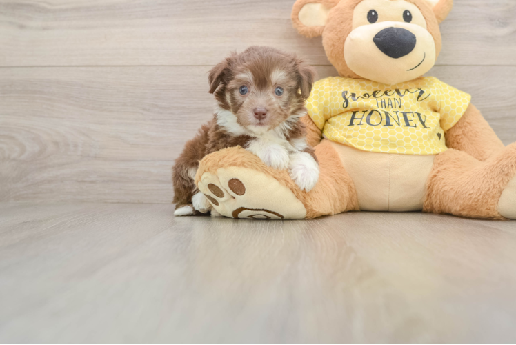 Adorable Aussie Bichon Designer Puppy