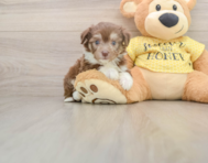 6 week old Aussiechon Puppy For Sale - Premier Pups
