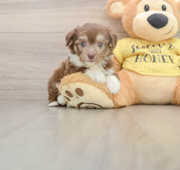 5 week old Aussiechon Puppy For Sale - Premier Pups