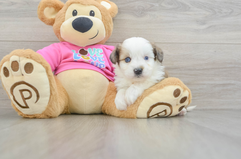 5 week old Aussiechon Puppy For Sale - Premier Pups