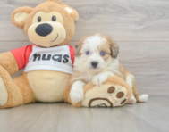 6 week old Aussiechon Puppy For Sale - Premier Pups