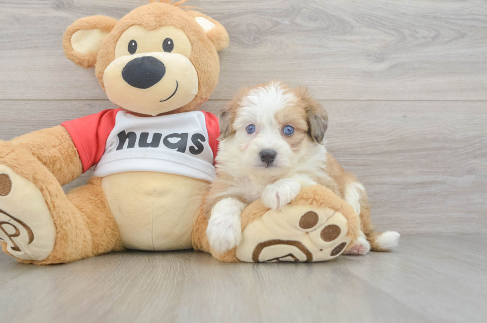 5 week old Aussiechon Puppy For Sale - Premier Pups