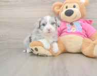 6 week old Aussiechon Puppy For Sale - Premier Pups