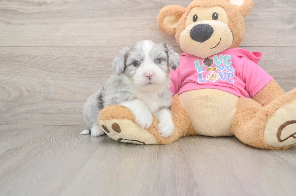 5 week old Aussiechon Puppy For Sale - Premier Pups