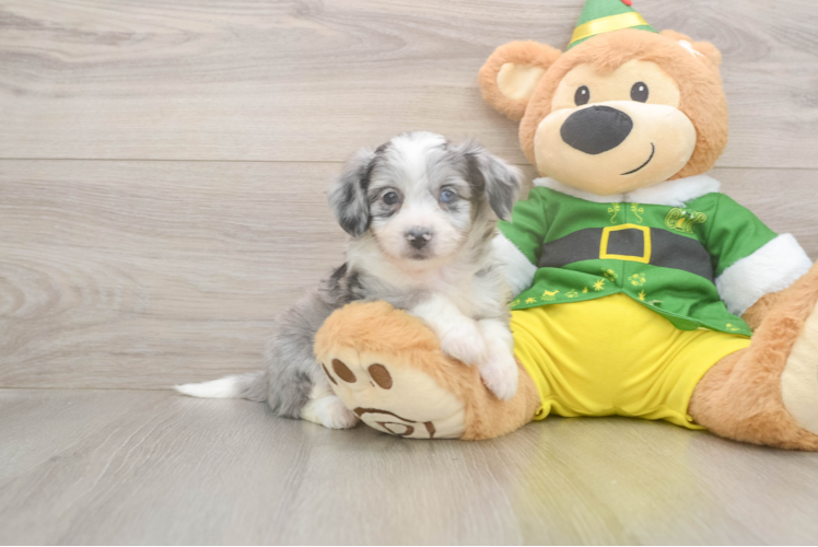 Aussiechon Puppy for Adoption