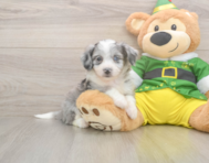 6 week old Aussiechon Puppy For Sale - Premier Pups