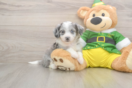 Aussiechon Puppy for Adoption