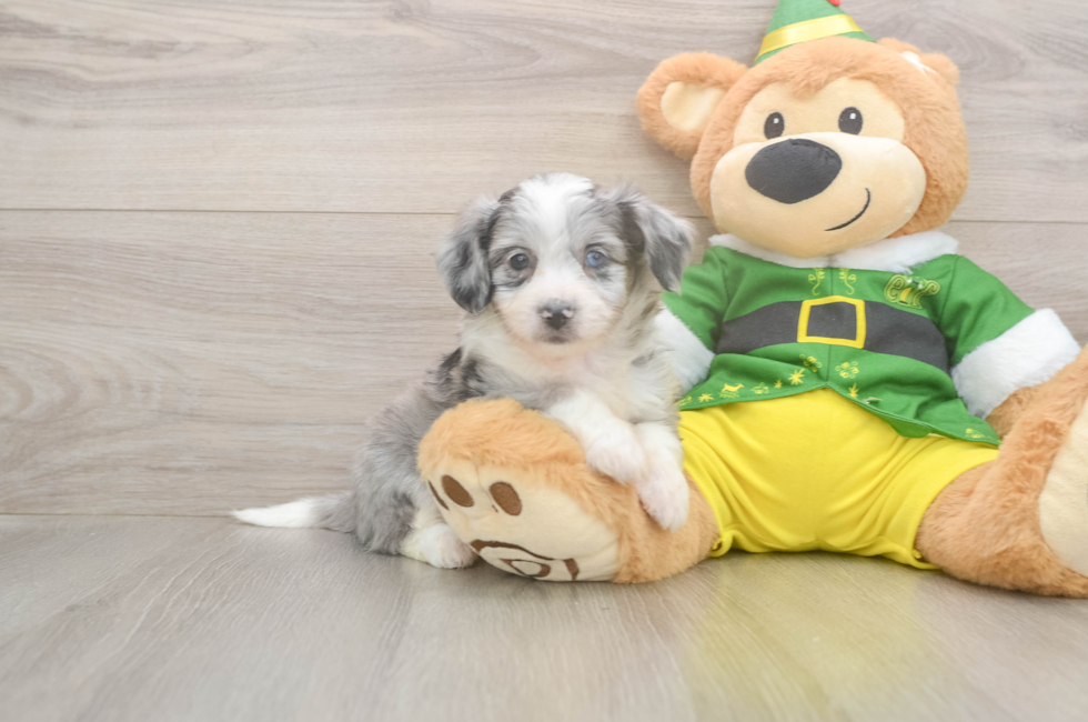 6 week old Aussiechon Puppy For Sale - Premier Pups