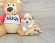 6 week old Aussiechon Puppy For Sale - Premier Pups