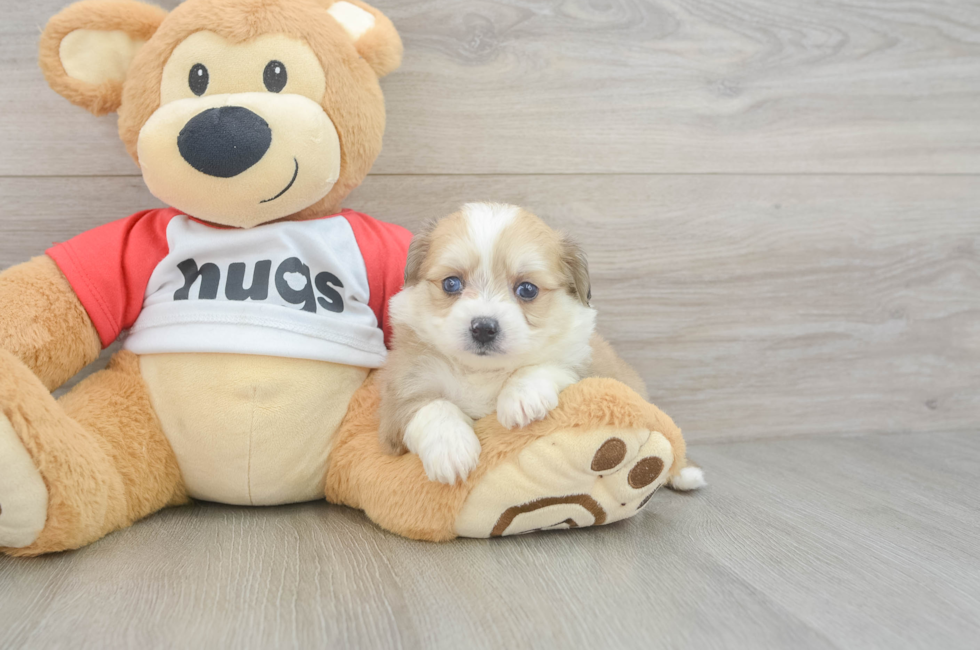 5 week old Aussiechon Puppy For Sale - Premier Pups