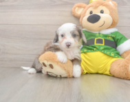 6 week old Aussiechon Puppy For Sale - Premier Pups