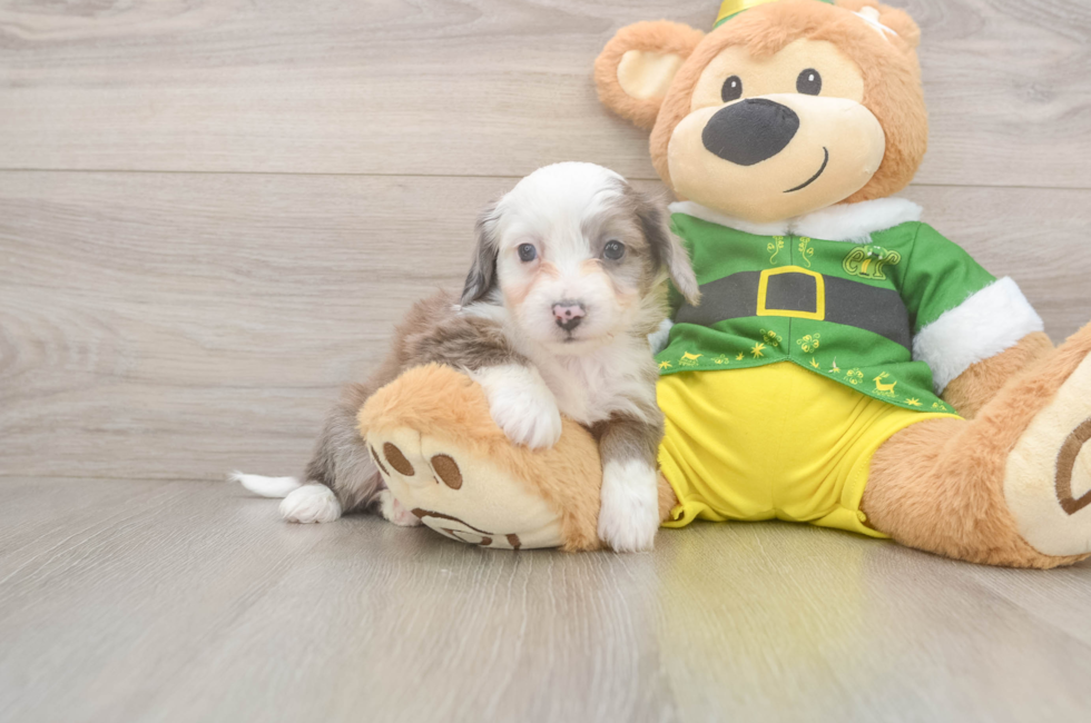 6 week old Aussiechon Puppy For Sale - Premier Pups