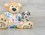 9 week old Aussiechon Puppy For Sale - Premier Pups