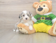 6 week old Aussiechon Puppy For Sale - Premier Pups